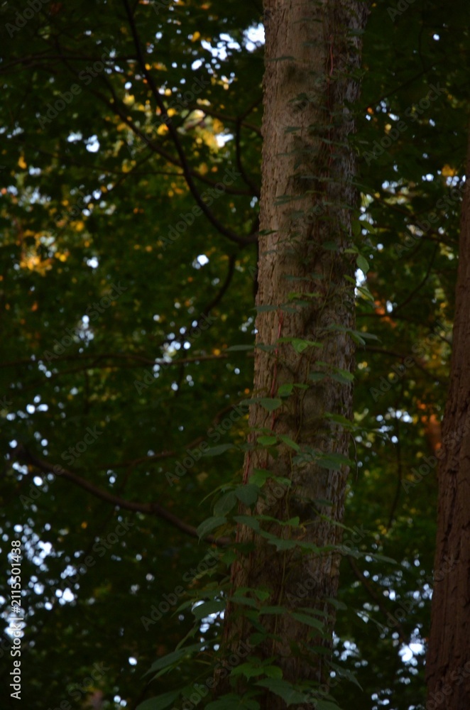 Fototapeta premium trees in the woods