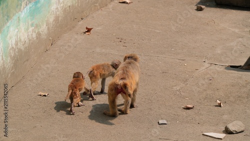 Canvas Print mother monkey and two little monkey walking in the zoo, high angle