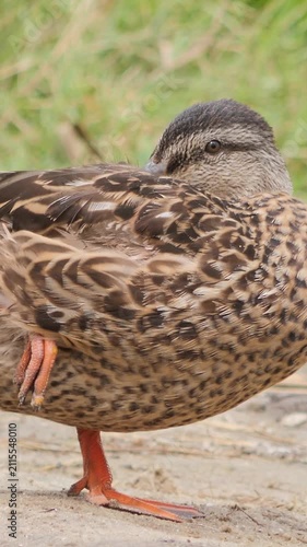 A wild mallard duck perching on one leg near the water grass, vertical orientation.
