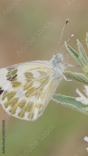 An elegant white and yellow butterfly resting on a leaf bud, vertical orientation.
