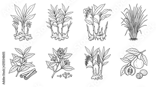 Set of herbs plant Turmeric, Ginger, Galangal, Lemongrass, Cinnamon, Clove, Cardamom, Nutmeg .hand drawn style. black and white line art drawing