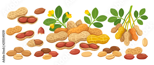 Foto Fresh Peanuts with Leaves and Yellow Flowers Illustration