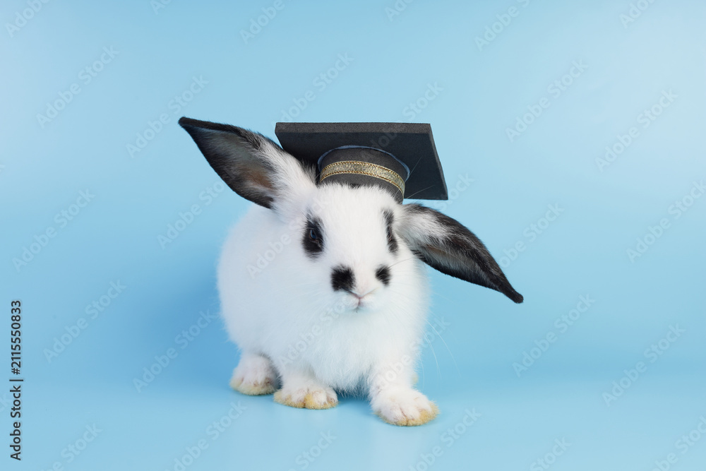 Fototapeta premium Adorable bunny with a graduation hat isolated on a soft blue studio background, representing academic achievement, school success, childhood learning, and educational goals.