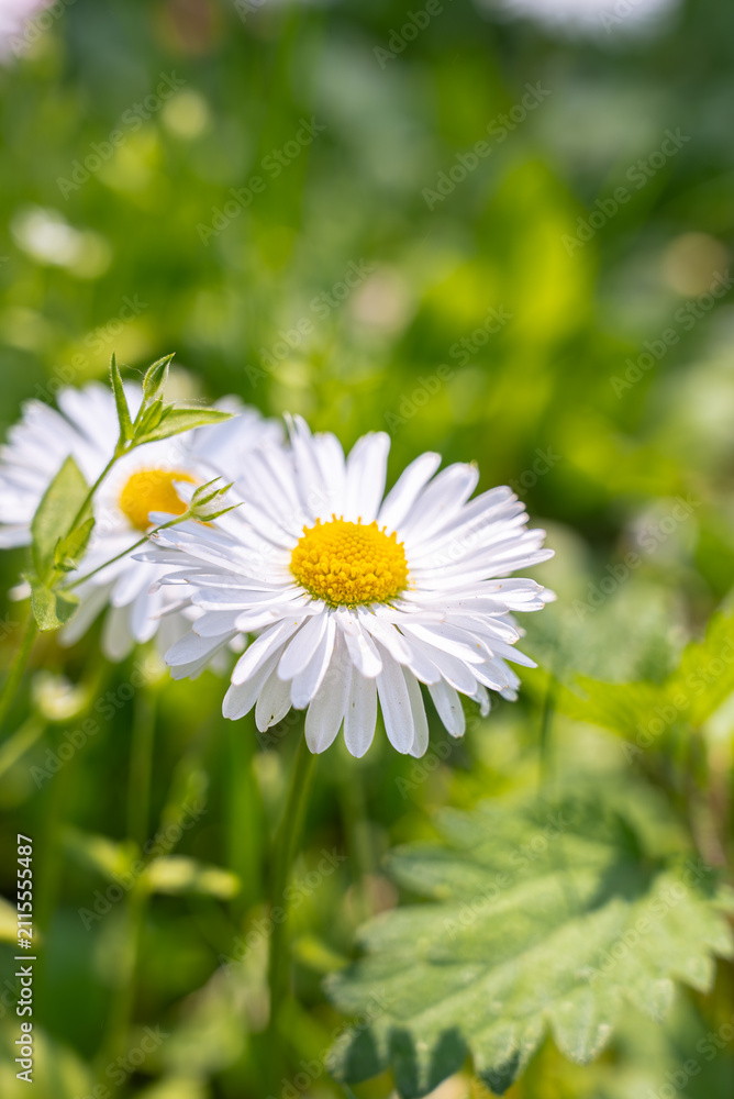 Fototapeta premium White daisy flowers growing naturally in green grass peaceful outdoor moment connected to nature, highlighting delicate blossoms, fresh vegetation. Soft grass, floral textures and natural elements