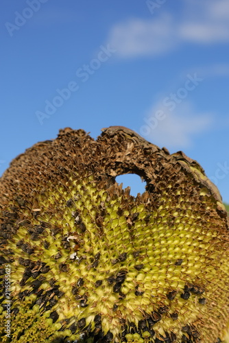 Quadro su tela Bird damage on a sunflower head, seeds stripped from the disc and a hole pecked clean through, against a blue summer sky