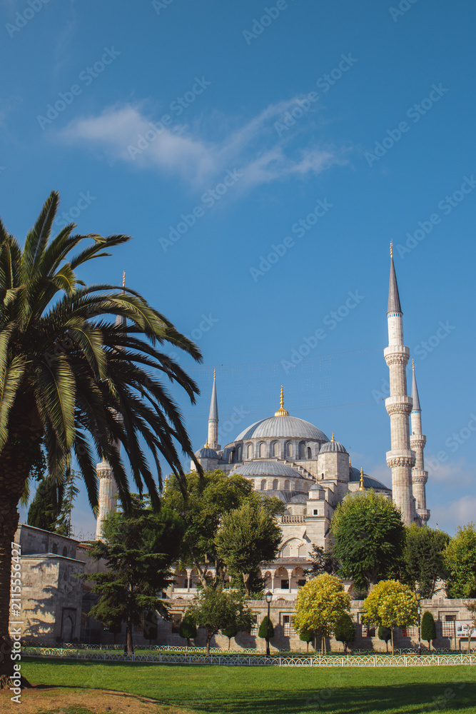 Naklejka premium Beautiful Sultan Ahmed Mosque in Istanbul, Turkey, framed by green trees and a palm under bright daylight. Historic Islamic architecture and tourism concept.