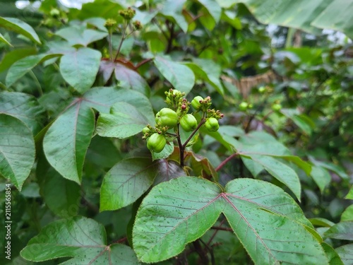 Cuadro en lienzo Close-up view of the fruits of Jatropha gossypiifolia, commonly known as Bellyache Bush, Black Physicnut, or Cotton-Leaf Physicnut