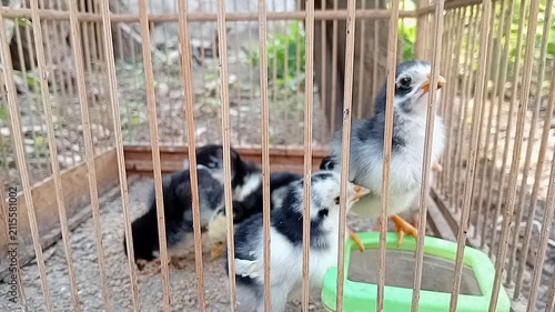Baby Chicks Drinking Water with Chirping Audio