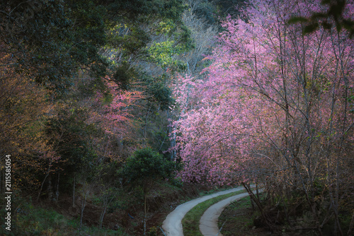 Cherry Blossom Blooming season in Mang Den, Vietnam 