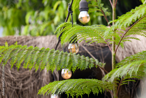 Decorative Edison String Lights Among Green Fern Leaves in Garden Setting