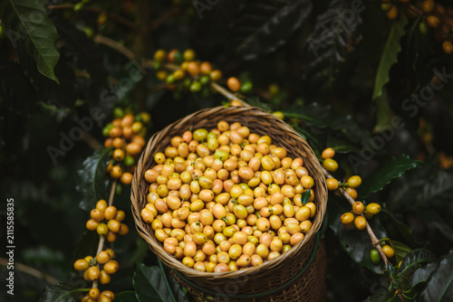 Yellow Bourbon Coffee in Mang Den, Vietnam 