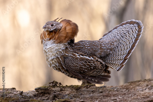 Fotografie Ruffed Grouse (Bonasa umbellus) courtship mating ritual