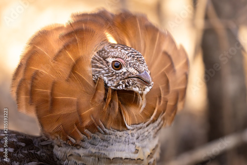 Fotografie Ruffed Grouse (Bonasa umbellus) with a most impressive brilliant orange ruff of feathers