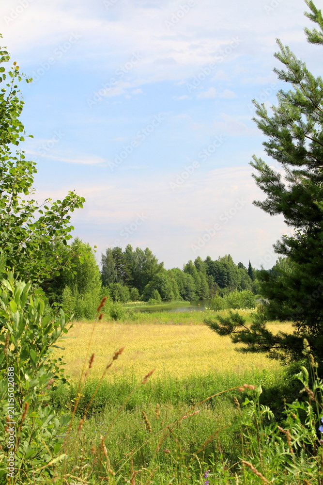 Fototapeta premium Summer wheat field on a sunny summer day.