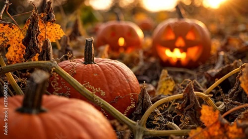 Halloween pumpkin field sunset glow autumn nature mood jack o lantern decoration and dry leaf vine detail atmosphere