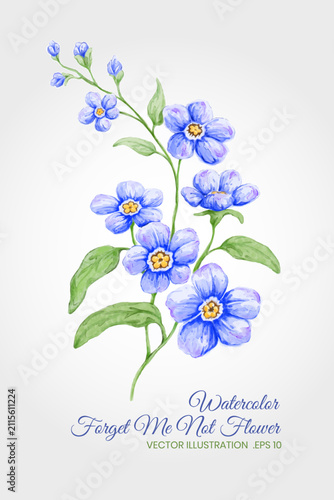 Watercolor Forget Me Not Flower Illustration With Blue Blooms and Green Leaves on White Background