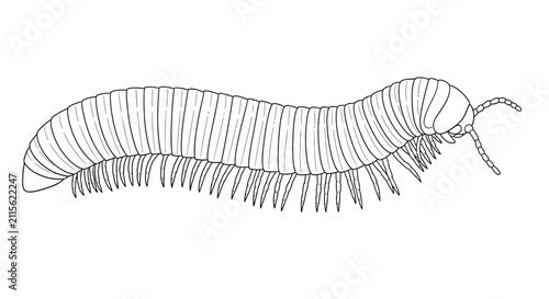 Cuadro en lienzo Black and White Line Art Sketch of a Millipede Featuring a Long Segmented Outlin