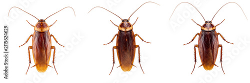 Three cockroaches isolated on transparent background