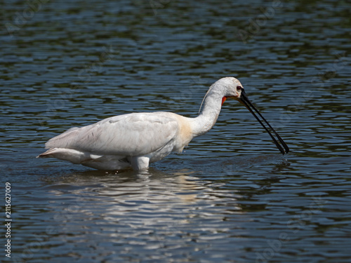 Foto Eurasian Spoonbill, Löffelreiher (Platalea leucorodia)