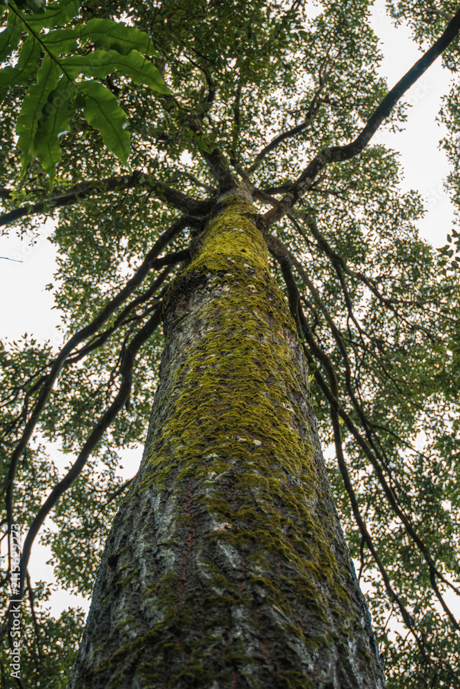 Fototapeta premium Worm's eye view of a tall mossy tree trunk stretching towards the green canopy.