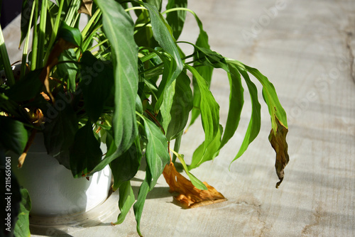 Wilted peace lily plant in pot with drooping leaves