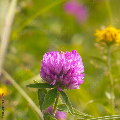 Red clover flower in a meadow