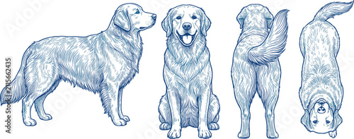 Vintage engraved line art illustration set of a golden retriever dog from front, side, back, and top views.