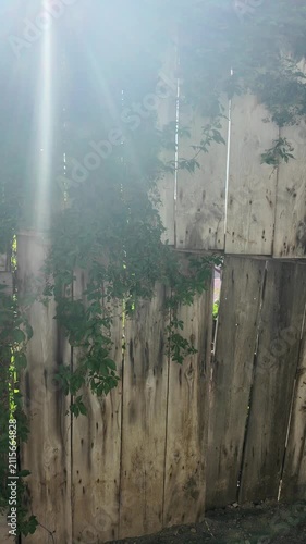 Overgrown abandoned structure with weathered wood and brick walls