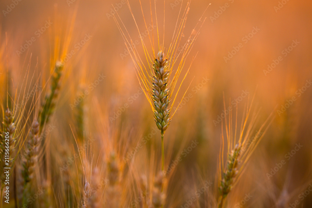 Obraz premium Wheat ear defines silhouette. Wheat meets golden light. Rural wheat fills background. Warm wheat reaches sunlight.