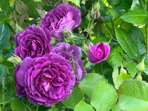 Fotografie Roses purple pink blooms beautiful floribunda flowers in garden