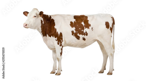 A Holstein Friesian cow standing on a white background isolated.