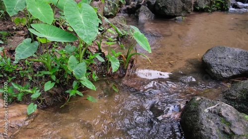 Water stream in the forest