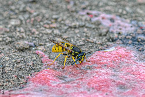 Fotografía Closeup of common wasp feeding on discarded chewing gum on asphalt