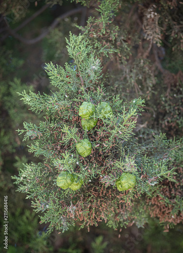 Thuja tree branches, leaves, and new cones. Thuja orientalis. Many young cones on a green cypress tree.