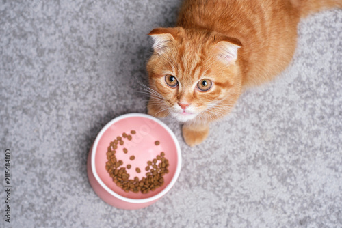 A tabby kitten eats dry food from a bowl on gray background close-up, top view.