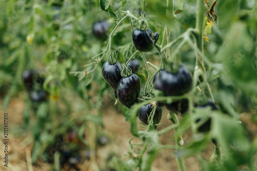 Konstfotografi Clusters of dark purple-black tomatoes ripen on green vines in a cultivated gard