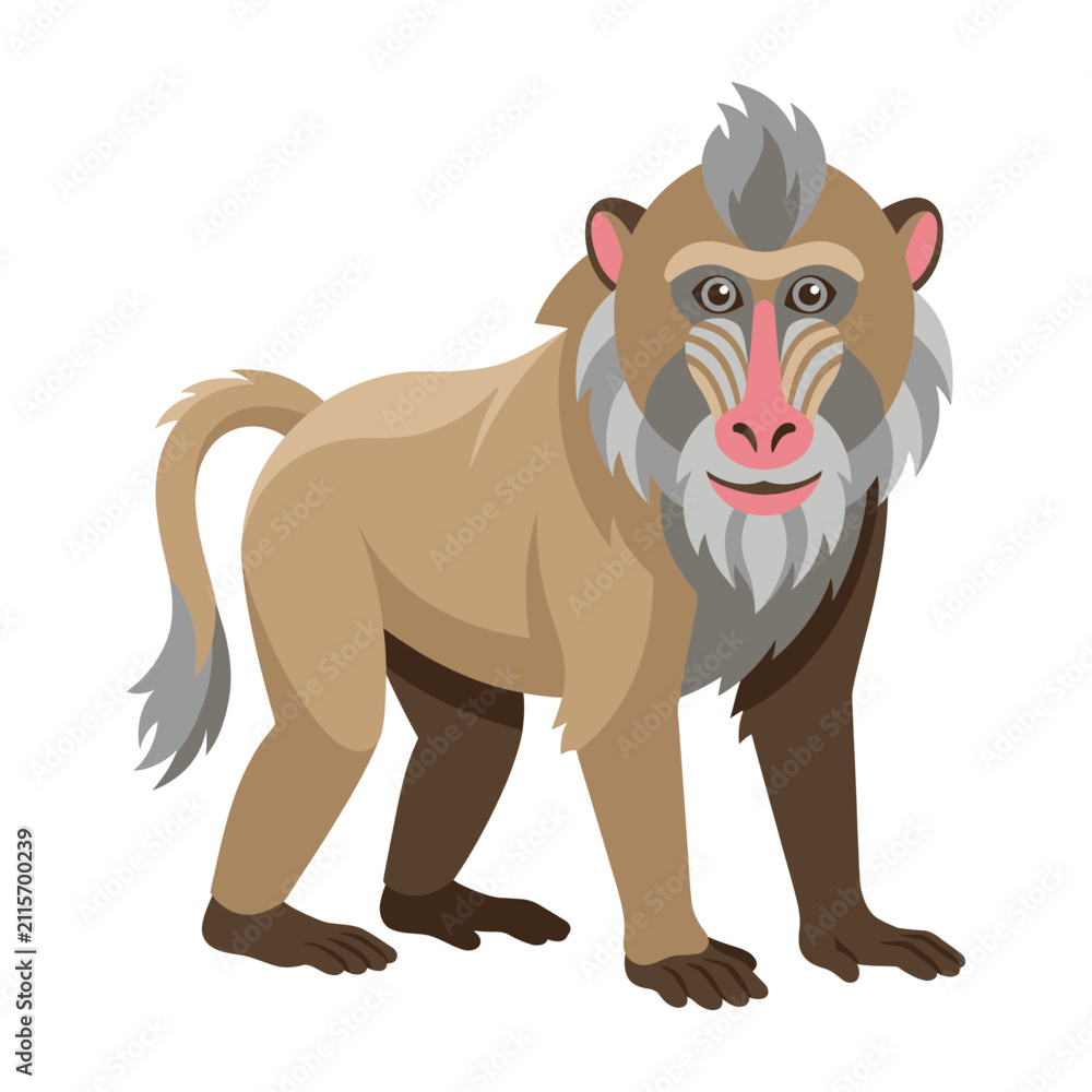 Fototapeta premium Gelada baboon with distinctive facial markings and shaggy mane standing on white background