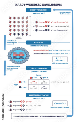 Hardy-Weinberg equilibrium outline, beetles, gene pool, and Punnett square explain stable allele and genotype frequencies via pandq=1 and p^2and2pqandq^2=1, transparent background