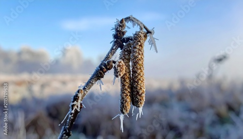 Frosted Plant Stem with Seed Pods Winter Landscape