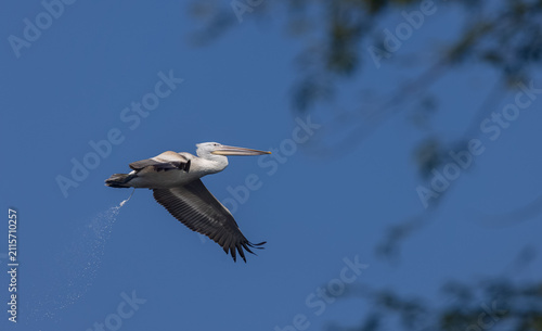 Dalmatian pelican (Pelecanus crispus) flying in sky during the winter migration in the forest.