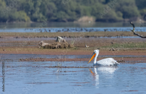 Dalmatian pelican (Pelecanus crispus) floating in river during the winter migration in the forest.