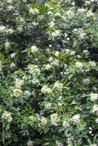 Beautiful white orange jasmine flower blooming on the tree for background.