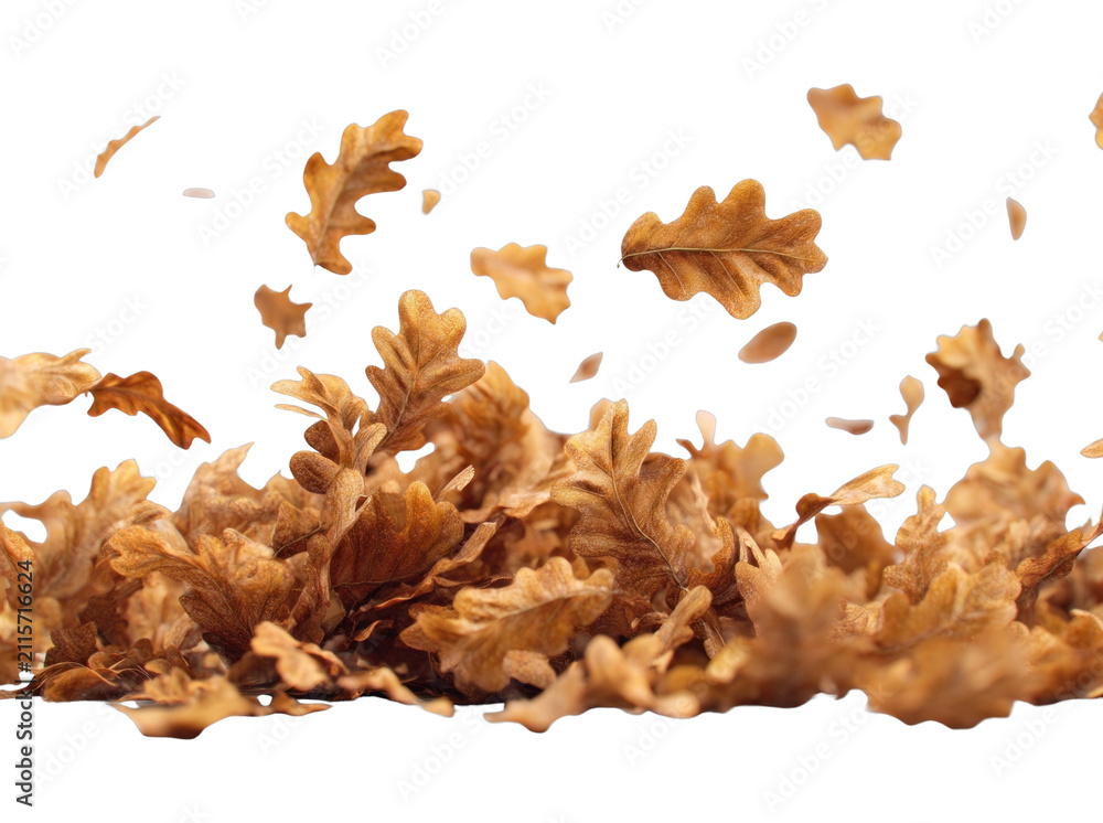Obraz premium PNG Falling autumn oak leaves gracefully.