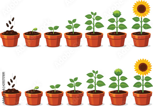 Sunflower growth cycle vector set, plant life cycle stages in terracotta pots, botanical development sequence from seed to flower isolated on White Background