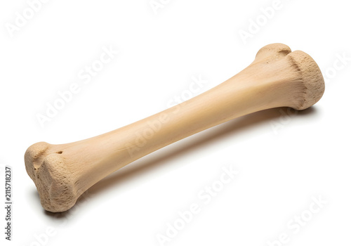 Clean bone model of human radius and ulna isolated on white background
