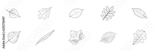 Hand drawn sketch collection of wild forest leaves like willow, oak and elm in elevation view.
