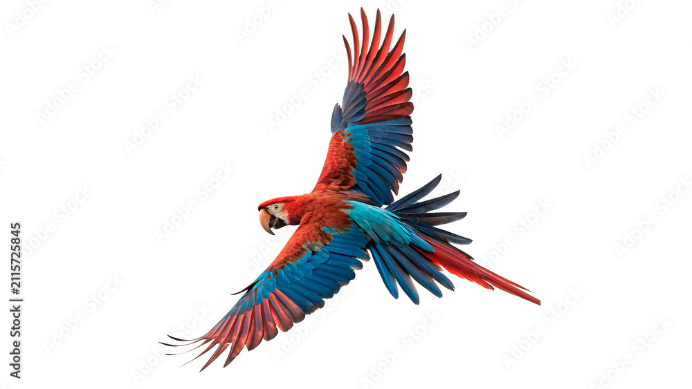 Obraz premium Vibrant scarlet macaw parrot flying with open wings isolated on transparent background