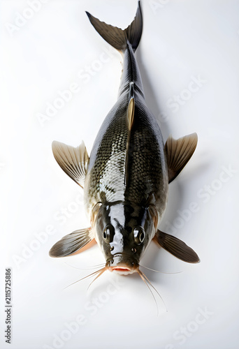 Fresh common carp fish with...