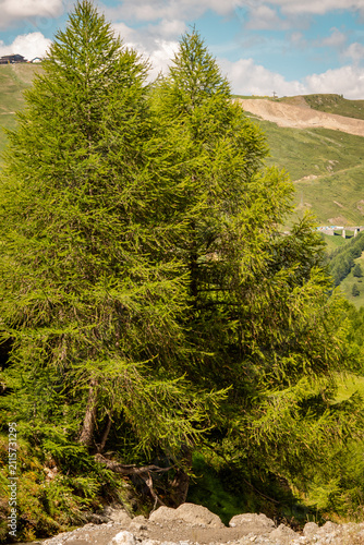 Canvas Print Sunlit European larch forest (Larix decidua) on a green alpine mountainside with rocky terrain and rolling hills under a blue sky with scattered clouds