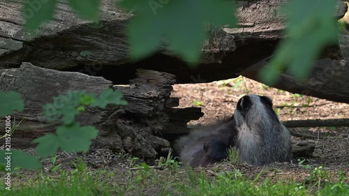 European badger (Meles meles) lying on its back, getting up and scratching fur under fallen tree trunk in forest in spring / summer